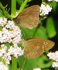 schmetterling3.jpg